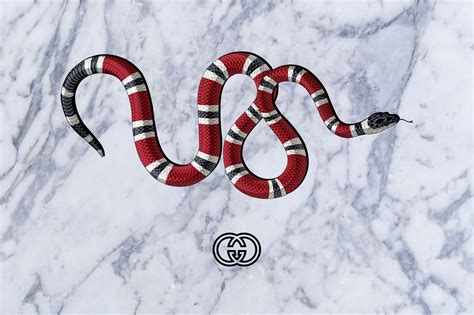 snake wallpaper gucci|supreme Gucci snake wallpaper.